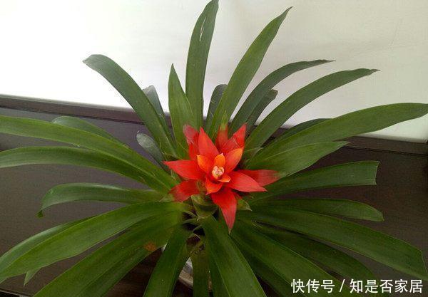 室内观赏花|五种适合秋天养的盆栽花,春节期间开花,漂亮又喜庆,年年有花赏