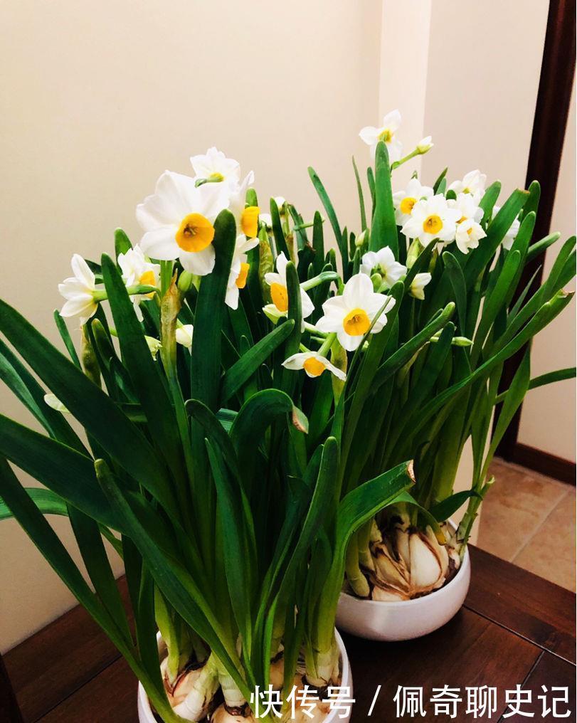 养水仙水培土培都可以,但是不能水土混养,容易烂球