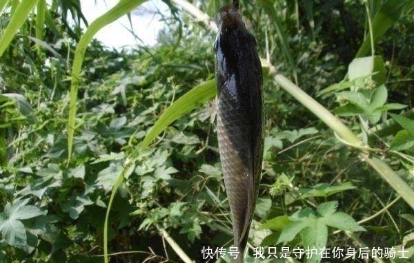 发现无人野塘,用了这个饵料,意外钓获十七斤大鲫鱼