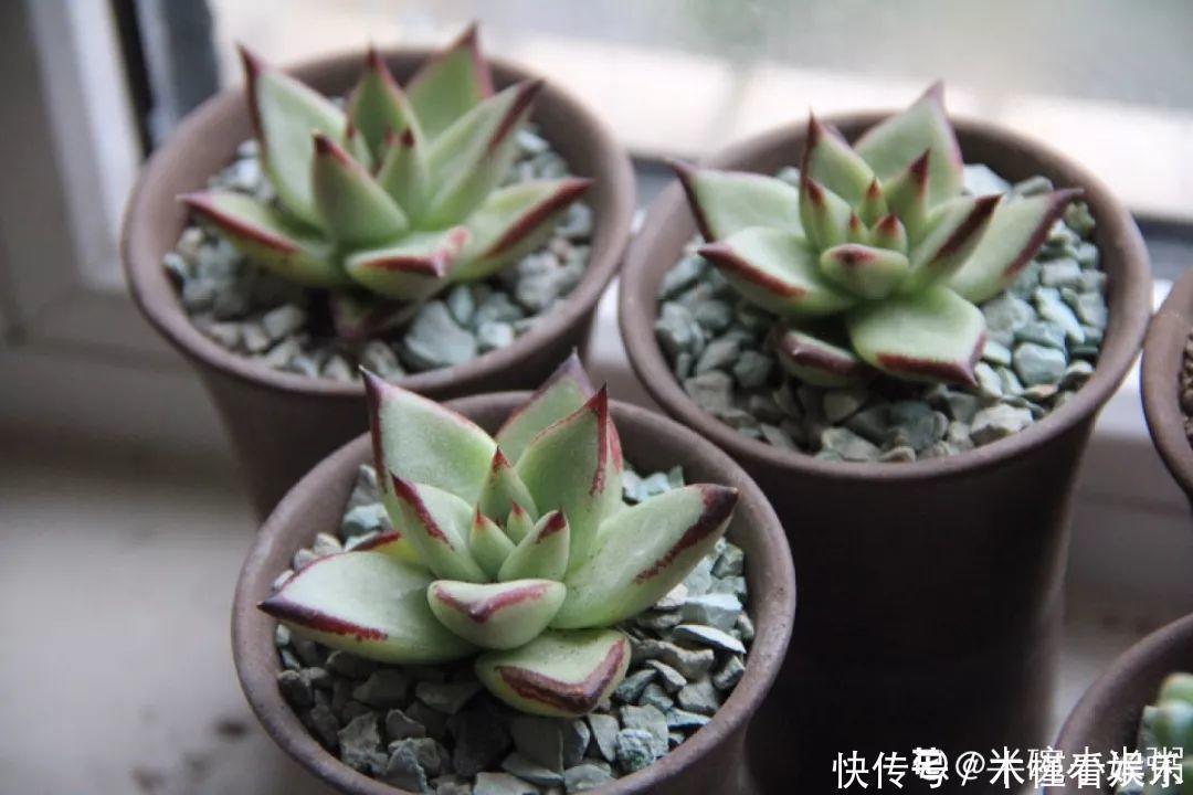 碰上这种多肉,直接分株吧,毕竟是圈里出名的叶插老大难!