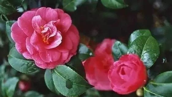 山茶花|传统名花 山茶花