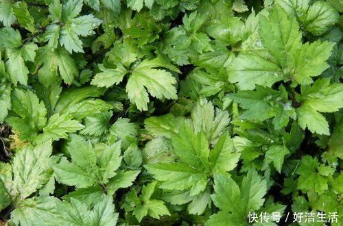 野菊花|这种野菜长得很像“野菊花”,非常受欢迎,还可以治老风湿