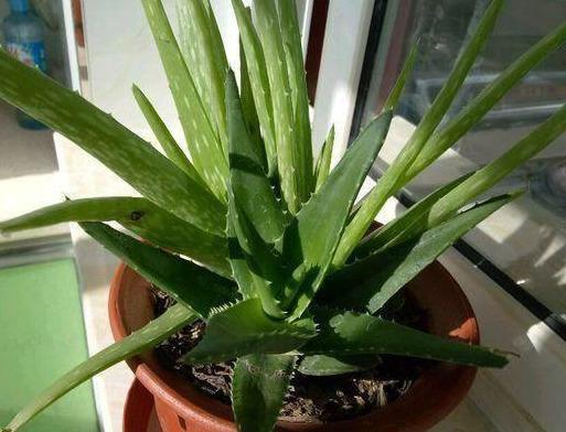 芦荟爆盆法,点中4个“养护穴”,叶片杠杠厚,爆满“肥崽子”