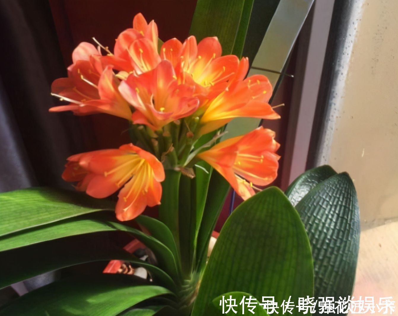 叶片|七八月份是君子兰“难养期”，要做好“2不1少”，才能叶绿根壮