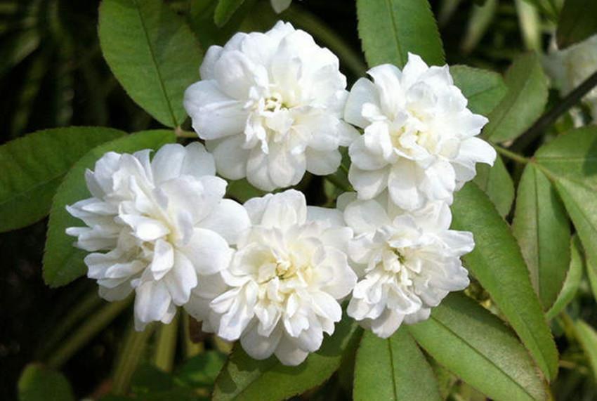 香气扑鼻|此花比啥花都香,沾土就活,花开大半年,家养一盆香味十足