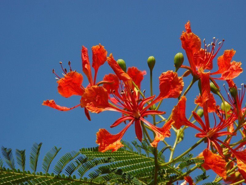 凤凰花是红色的花朵，看起来十分的鲜艳，就像是火一样