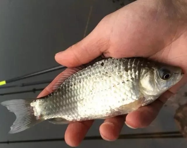 冬天不打窝反而钓得更多?多半是方法用错了,这样打窝聚鱼才快