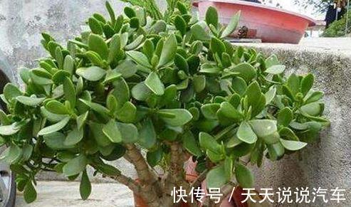 养花牢记4点，尤其是第4点，越冬全靠它，你了解嘛