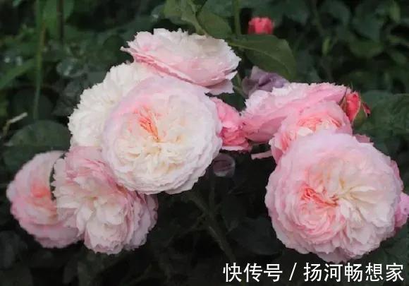 22种最漂亮的月季,一次能开300天,满屋飘香开花多