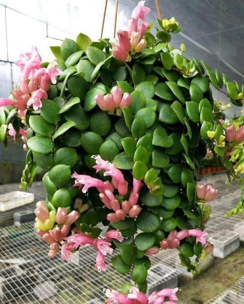  垂吊植物|垂吊类绿植：绿萝、吊兰看腻了!盆栽这些花卉，漂亮、好养