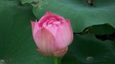 家养蟹爪兰摆放有讲究,记住三个口诀,蹭蹭冒白根,花开满树