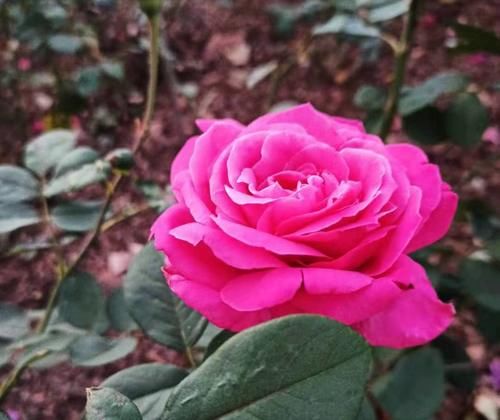 花市看到这4种花再喜欢也别买，买回来就是花钱给自己添麻烦