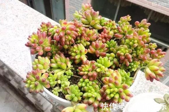 3个小技巧,多肉豆芽苗,一口气变多头群生,最短只要3个月