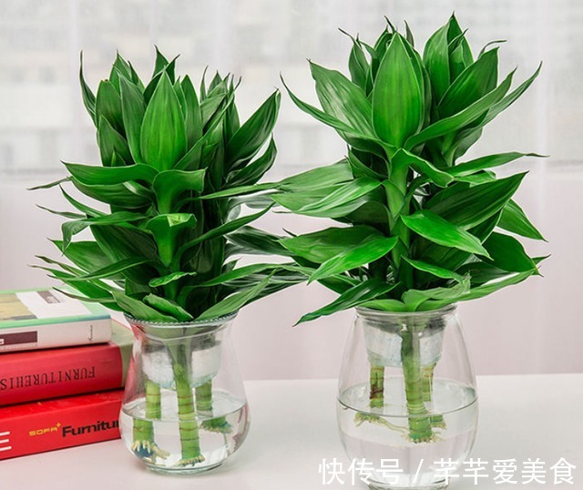 观音竹|建议养花人:4种花,别看不上,养护容易寓意好