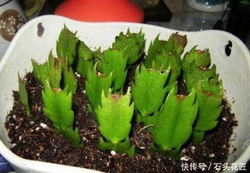 叶片|她繁殖蟹爪兰，就用1把“梳子”，3周长出“胡须根”