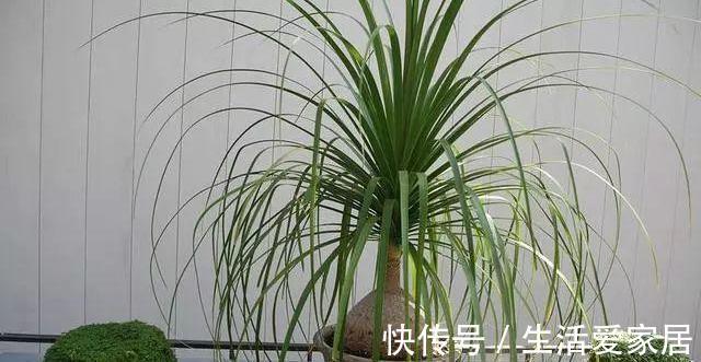 寓意|4种植物挺着“大肚子”,摆在客厅,不但寓意好,而且耐旱好养