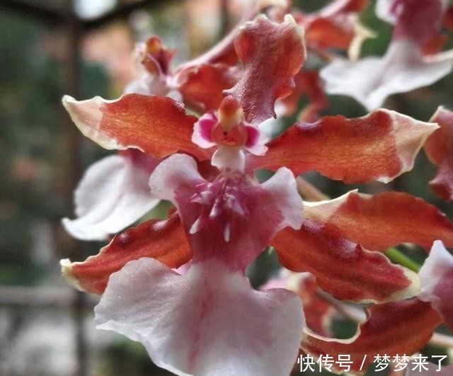 神奇|4种花别用土养,一浇水就烂根,最后1种很神奇,倒挂空中也开花