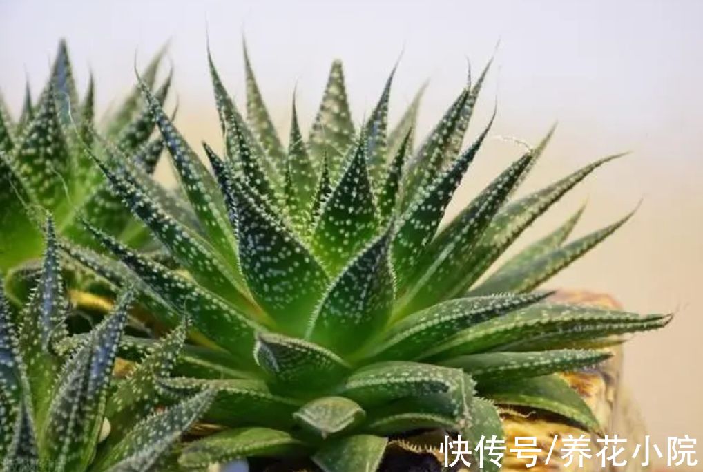 植株|天冷了，4种花要“穷养”，才能顺利过冬