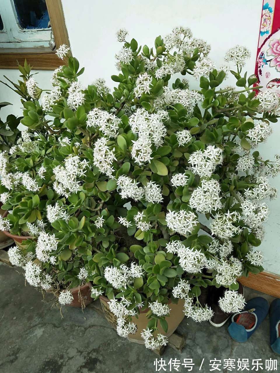 养花高手,能把普通的植物“养开花”,比如虎皮兰、富贵竹、玉树