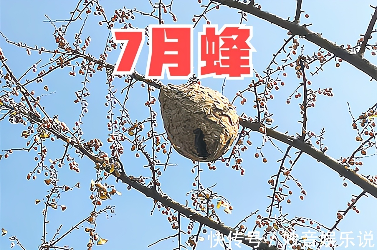 咬人|俗语“七月蜂八月蛇，九月黄鳝惹不得”，这仨月特殊？看看就知道