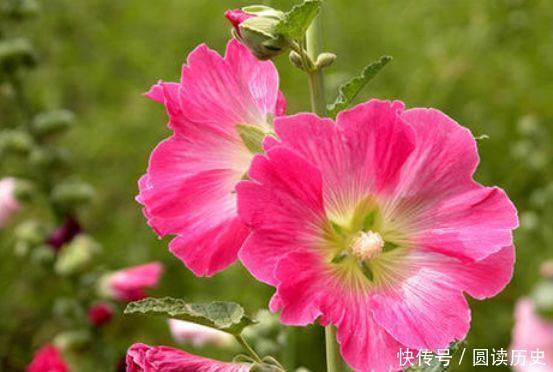 4种花很耐养,沾土就能活,净化空气,寓意超好的