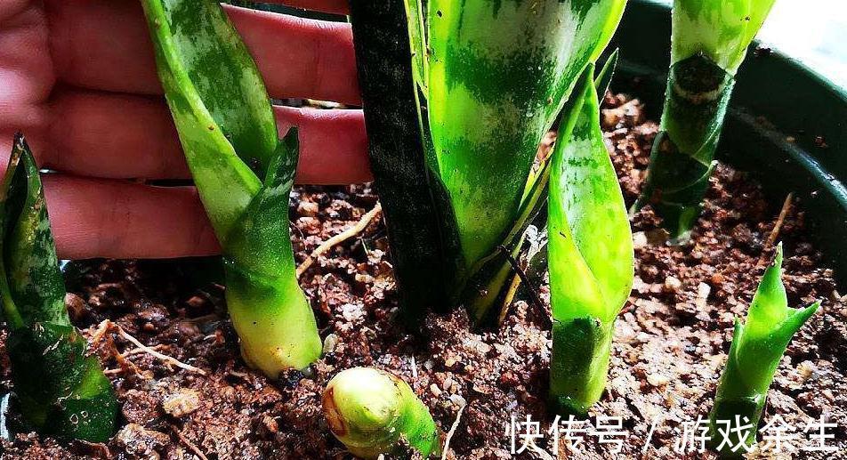 霜降过后，家里必备4盆花，叶子绿、花色艳，越养越喜欢