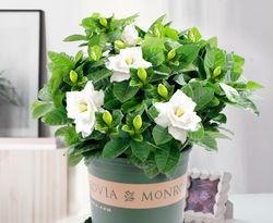 最厉害的养花营养液：给花喝一勺，根壮叶子绿得发亮