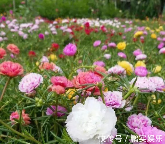 养护|养花技巧粗生粗养也能四季开花!少养1种都觉得亏了