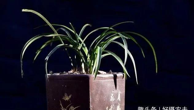 兰花|兰花叶片瘦小,需要赶快施肥吗兰友这样操作才正确