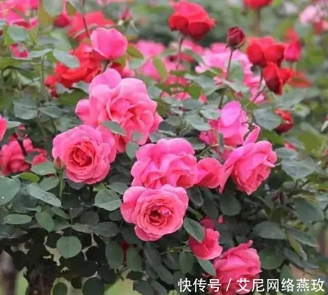 想让月季轻松爆盆?千万不要小瞧了它!花开满盆,叶子绿的流油!