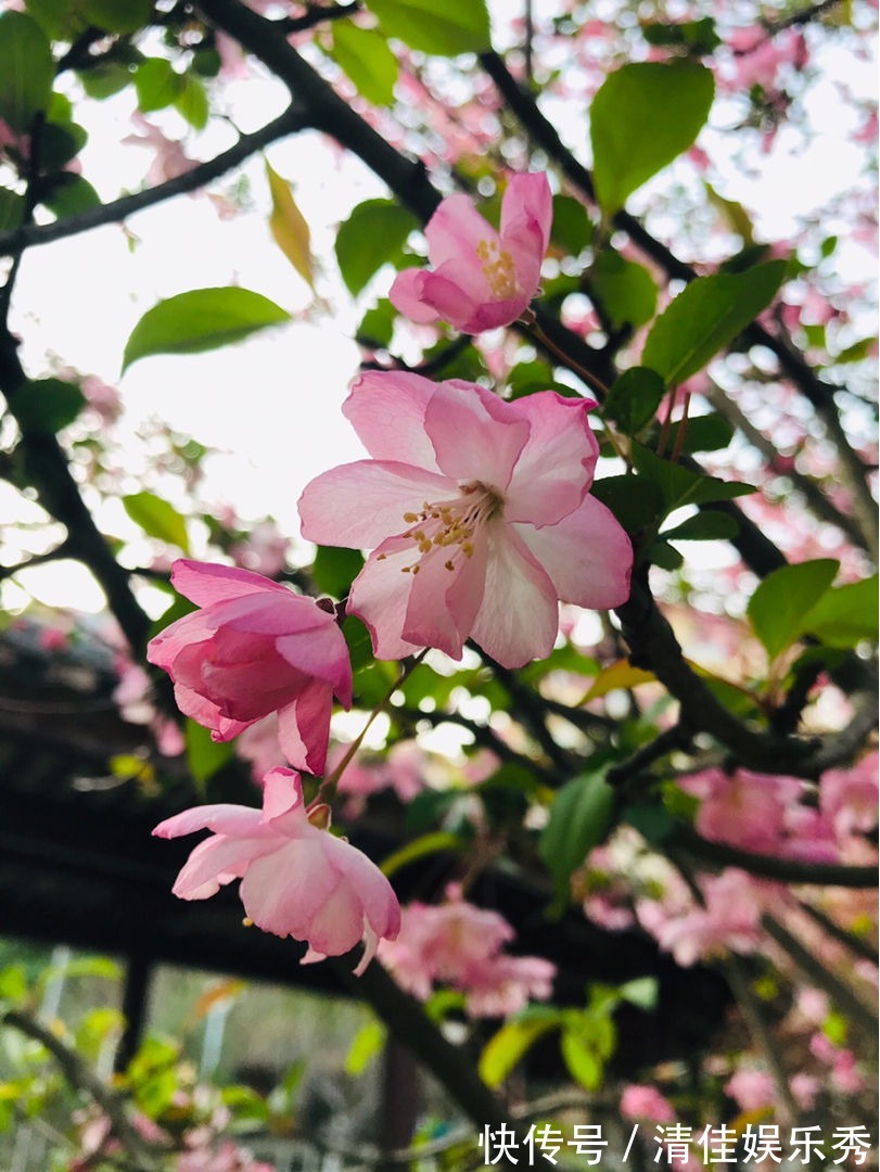 吉祥花|3种“老花树”，能活一百年，冬天不怕冷，开满“吉祥花”