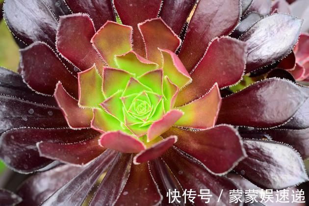 多肉|有一种多肉叫黑法师，注意这4点，养成老桩价值高