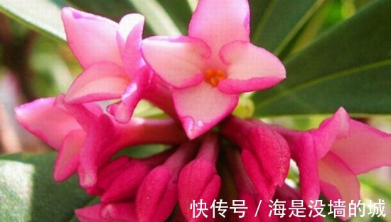 修剪|金边瑞香的养护管理事项以及它的繁殖方法!