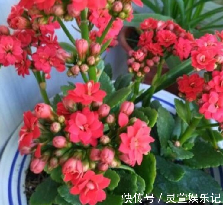 长寿花|4种“富贵花”，开花漂亮上档次，幸福满满来，财运福运喜运来！