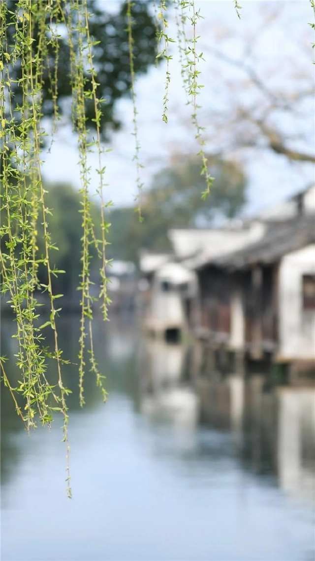 春雷始鸣,乌镇“慢直播”带你“云春游”,看小镇有多美