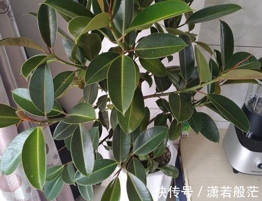 爱花养花,天冷打理就不能忽视这些因素,不然一盆不剩