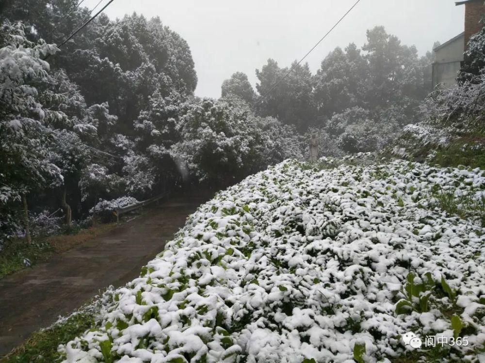 妙高镇金城山雪景图