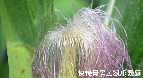 玉米|身份证即将被“取消”?还有人不懂怎么回事,看完赶紧转达家人朋友