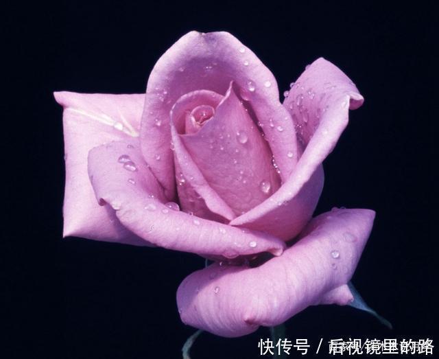 20款紫色月季品种。浓香、抗病非常好养,天然紫色唯美盛开