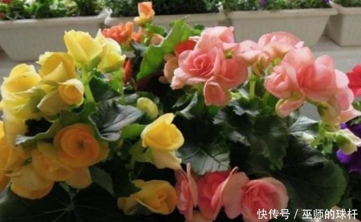 4种花一开就是大半年，沾土就活，懒人新手都能养好，美成花海！