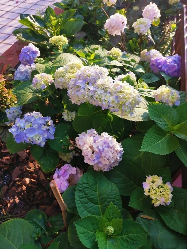 圆滚滚的绣球，瀑布般的花墙，这届花友也太会种花了吧