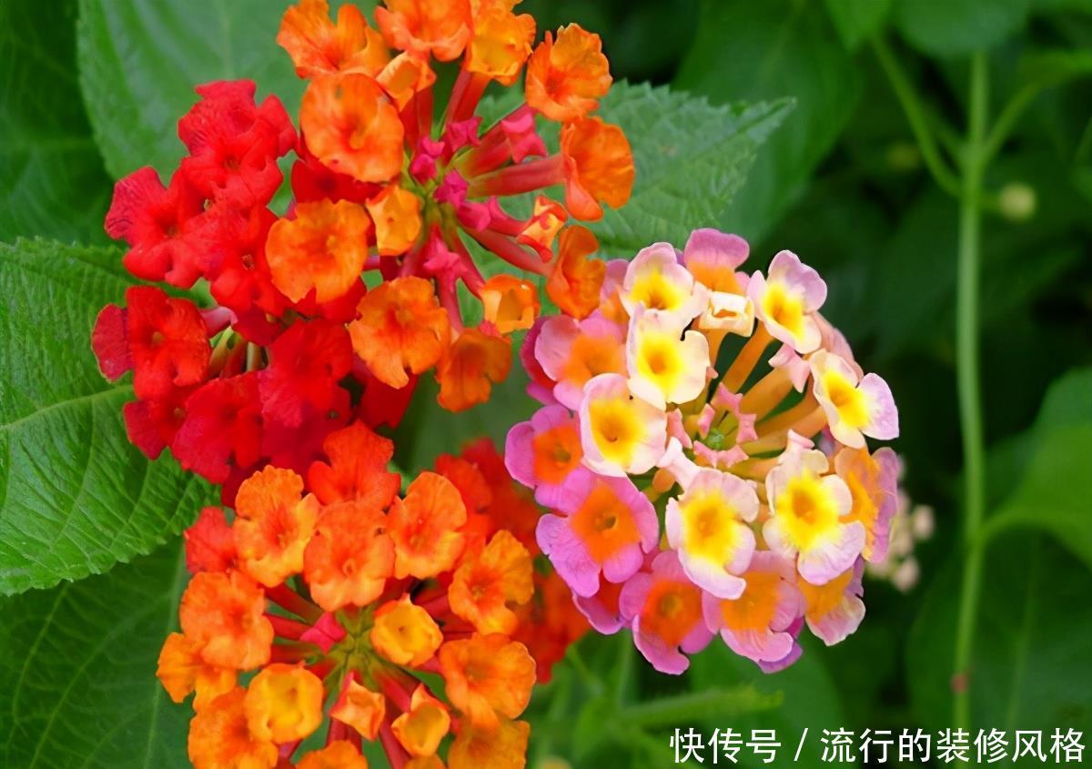 民间七大毒花,别让这些花毁了你的健康