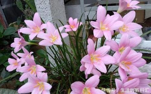 公认的养花万能土，户外挖一些，啥花都喜欢，能省不少钱！