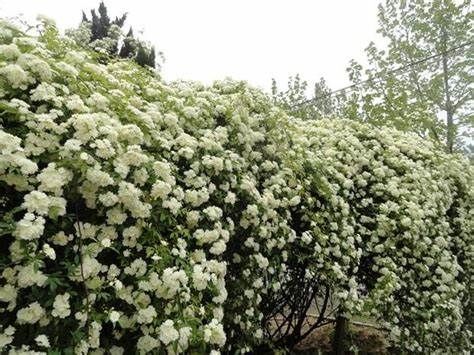 香水花|养花试试这款，能开出大量的花朵，花朵饱满优雅