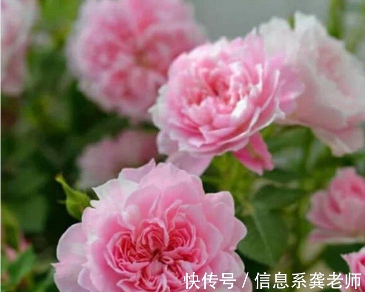 五彩石竹|谁见了都喜欢的几种花,好养又漂亮,美不胜收,你养了吗