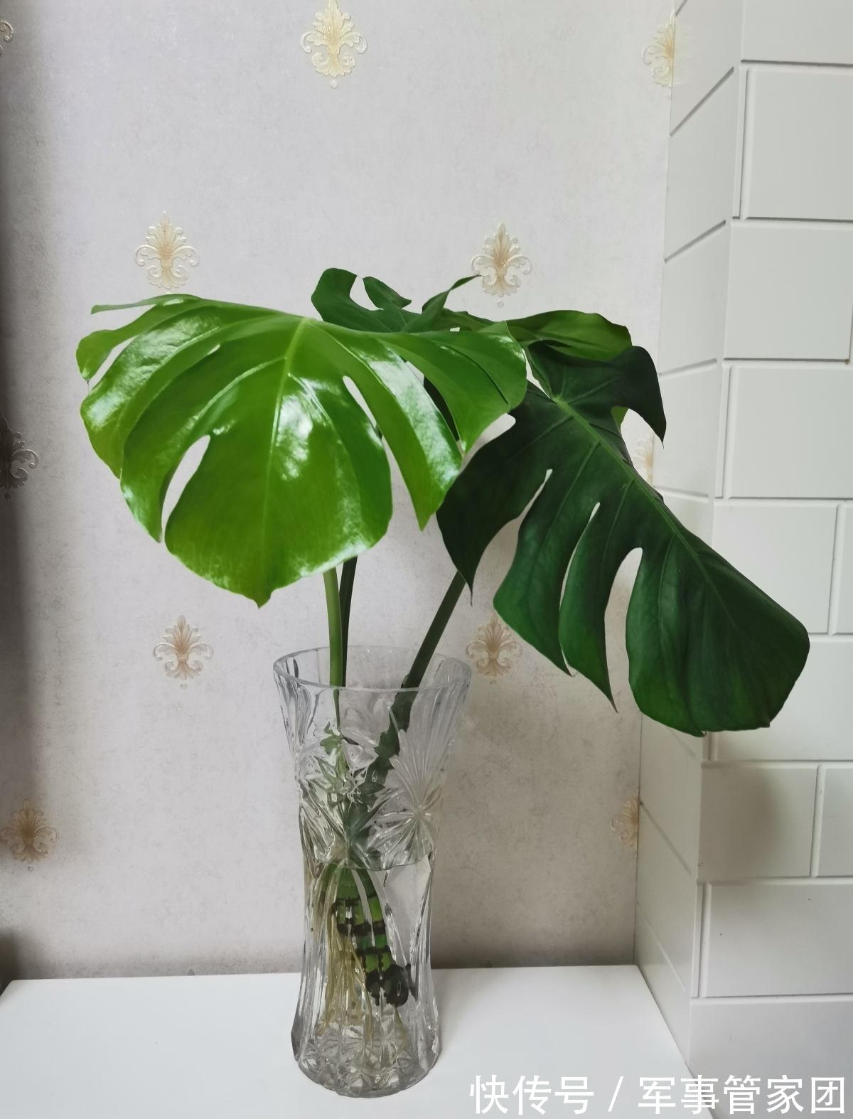 4种网红绿植,养在家里超有意境,还能净化空气,超美的