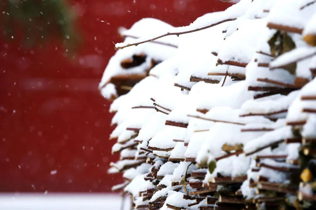 风雪夜归人#今日小寒 | “数九寒天”到了！新春佳节近了……