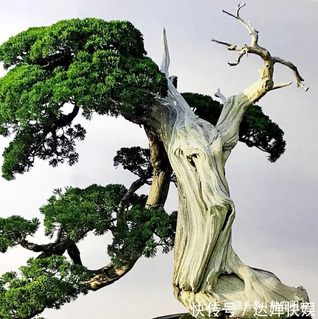 老实交代,你们觉得盆景制作步骤太难记吧那就念这十字箴言咯!