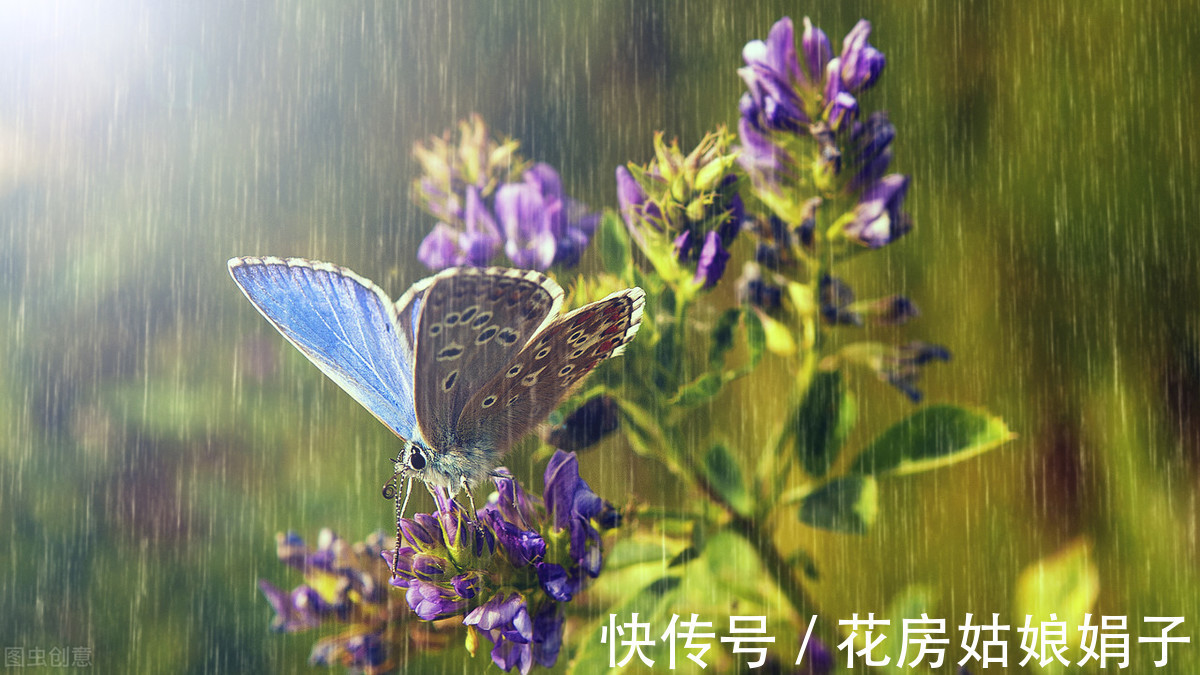 娟子|喜欢下雨天的 8种花，下雨扔外面，越淋雨生长越旺盛，开花越多