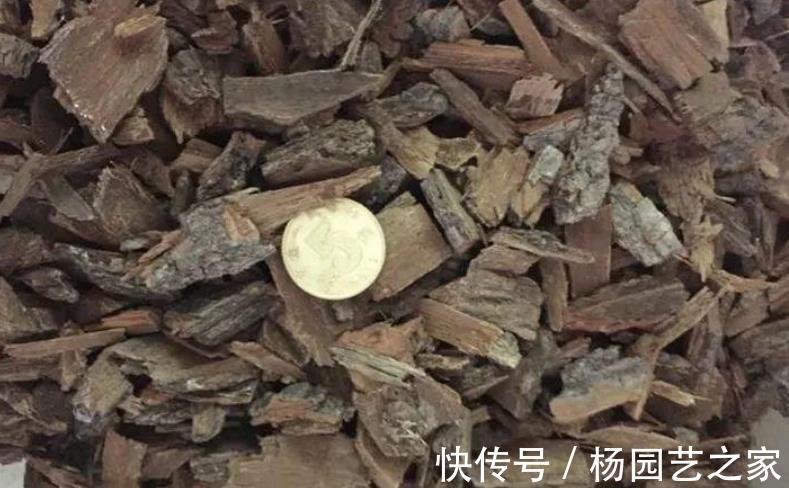 树皮|老化的树皮,堪称“大自然馈赠的养花神器”,制作简单又实用